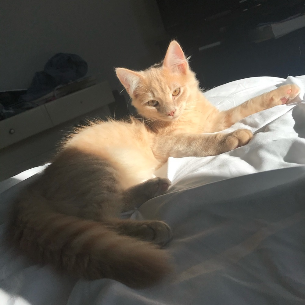 Meet your Posher, Daria